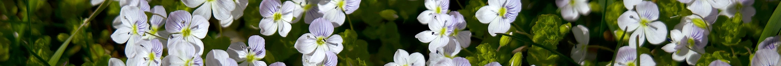 Selvhjælp Herning, foto af små hvide blomster med grøn baggrund, ©pexels-lauripoldre-14418280